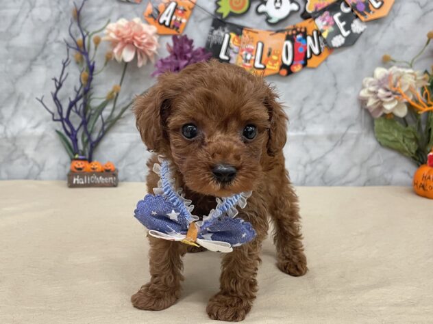 山形県のトイプードル(トイ) (アミーゴ酒田店/2025年8月18日生まれ/男の子/レッド)の子犬の1枚目の画像