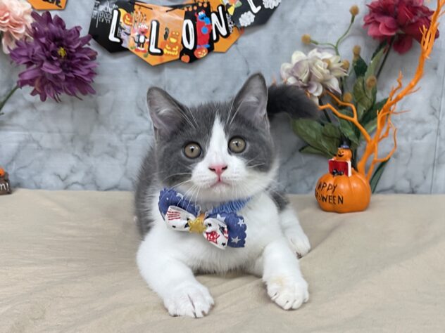 山形県のブリティッシュショートヘアー (アミーゴ酒田店/2025年8月25日生まれ/男の子/ブルーホワイト)の子猫の1枚目の画像