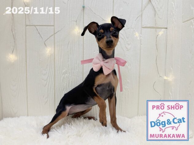 広島県のミニチュアピンシャー (アミーゴ大町店/2025年7月20日生まれ/女の子/ブラックタン)の子犬の1枚目の画像
