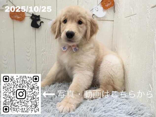 広島県のゴールデンレトリバー (アミーゴ大町店/2025年8月10日生まれ/女の子/ゴールデン)の子犬の3枚目の画像