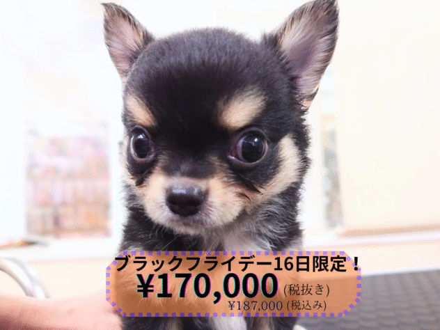 岡山県のチワワ(ロング) (アミーゴ中庄店/2025年8月18日生まれ/男の子/ブラックタンホワイト)の子犬の1枚目の画像