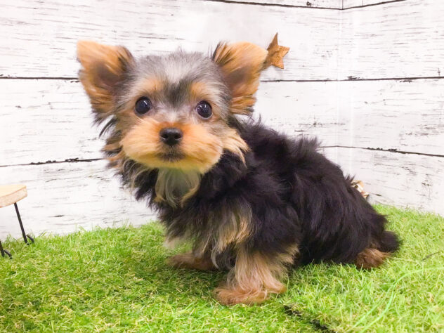 2025年7月3日生まれのヨークシャーテリアの5枚目の写真