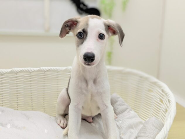 福島県のウィペット (アミーゴ会津若松店/2025年8月24日生まれ/男の子/フォーンホワイト)の子犬の2枚目の画像