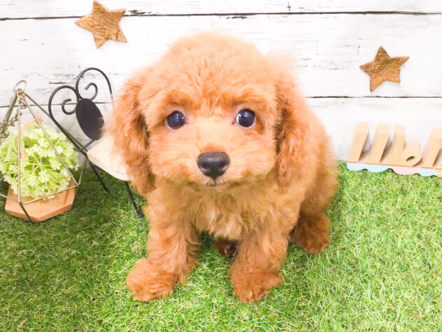 2025年7月9日生まれのトイプードル(トイ)の5枚目の写真