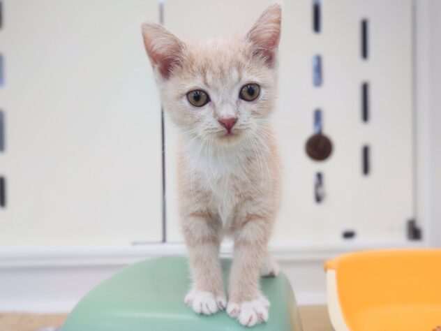 岡山県のスコティッシュフォールド (アミーゴ中庄店/2025年8月22日生まれ/女の子/クリームタビーホワイト)の子猫の1枚目の画像