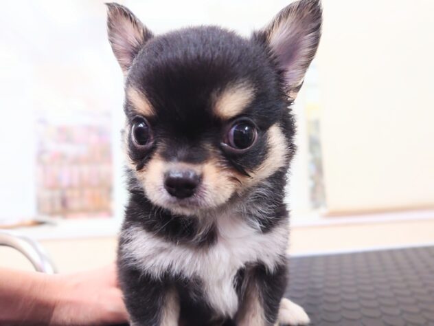 岡山県のチワワ(ロング) (アミーゴ中庄店/2025年8月18日生まれ/男の子/ブラックタンホワイト)の子犬の1枚目の画像