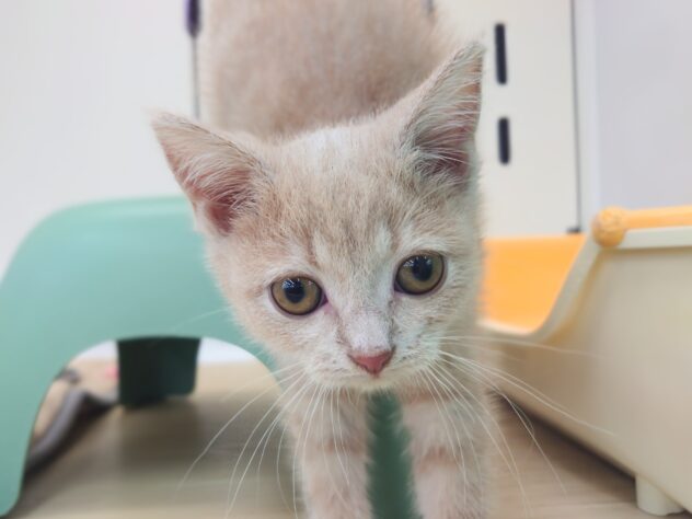 岡山県のスコティッシュフォールド (アミーゴ中庄店/2025年8月22日生まれ/女の子/クリームタビーホワイト)の子猫の3枚目の画像