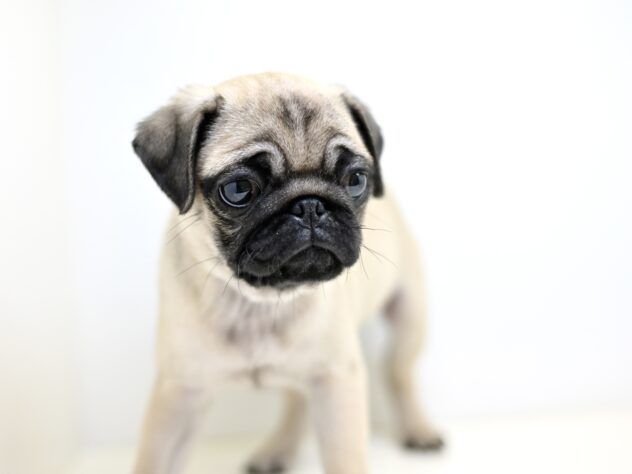 岡山県のパグ (アミーゴ大安寺店/2025年8月9日生まれ/女の子/フォーン)の子犬の4枚目の画像