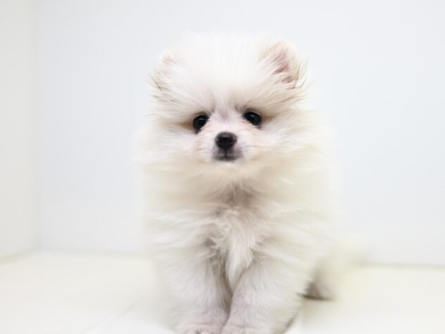 岡山県のポメラニアン (アミーゴ大安寺店/2025年8月17日生まれ/女の子/ホワイト)の子犬の2枚目の画像