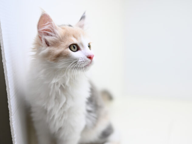 岡山県のサイベリアン (アミーゴ大安寺店/2025年8月11日生まれ/女の子/ダイリュートキャリコ)の子猫の2枚目の画像