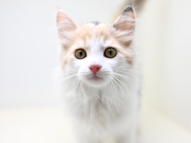 岡山県のサイベリアン (アミーゴ大安寺店/2025年8月11日生まれ/女の子/ダイリュートキャリコ)の子猫の3枚目の画像