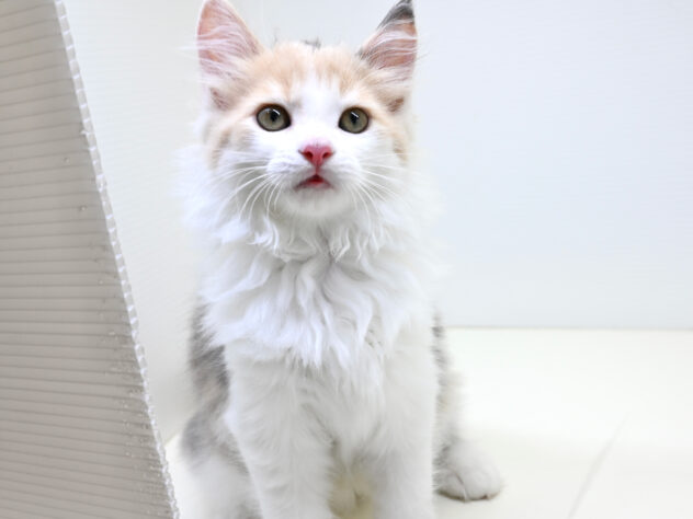 岡山県のサイベリアン (アミーゴ大安寺店/2025年8月11日生まれ/女の子/ダイリュートキャリコ)の子猫の4枚目の画像