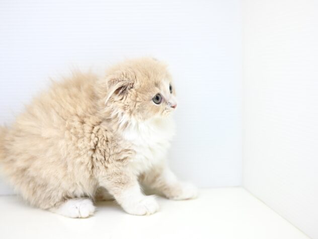 岡山県のフォールデックス (アミーゴ大安寺店/2025年8月17日生まれ/男の子/クリームタビーホワイト)の子猫の4枚目の画像