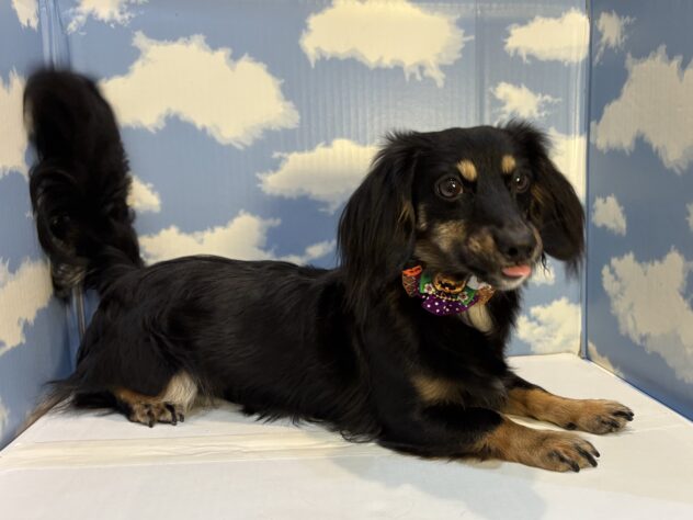 山形県のハーフ犬・ミックス犬 (アミーゴ山形南店/2024年12月23日生まれ/男の子/ブラックタンホワイト)の子犬の2枚目の画像