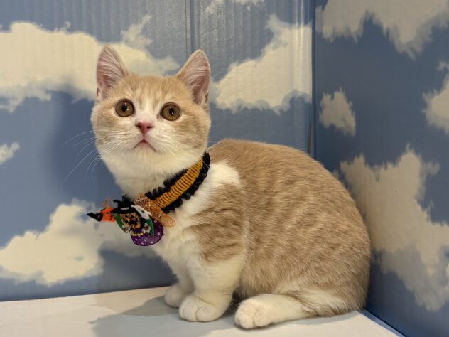 山形県のマンチカン (アミーゴ山形南店/2025年7月5日生まれ/男の子/クリームマッカレルタビーホワイト)の子猫の2枚目の画像