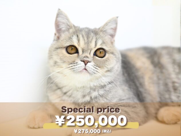 岡山県のエキゾチック (アミーゴ大安寺店/2025年4月5日生まれ/女の子/ブルークリーム)の子猫の1枚目の画像