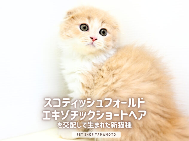 岡山県のフォールデックス (アミーゴ大安寺店/2025年8月17日生まれ/男の子/クリームタビーホワイト)の子猫の2枚目の画像