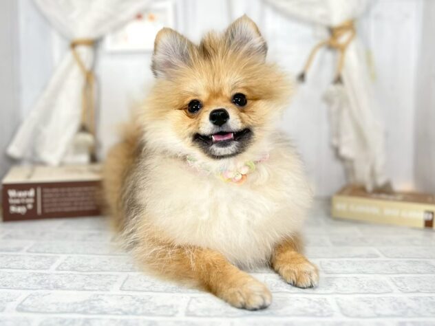 香川県のポメラニアン (ワンキャラット アミーゴ屋島店/2025年4月10日生まれ/女の子/オレンジ)の子犬の2枚目の画像