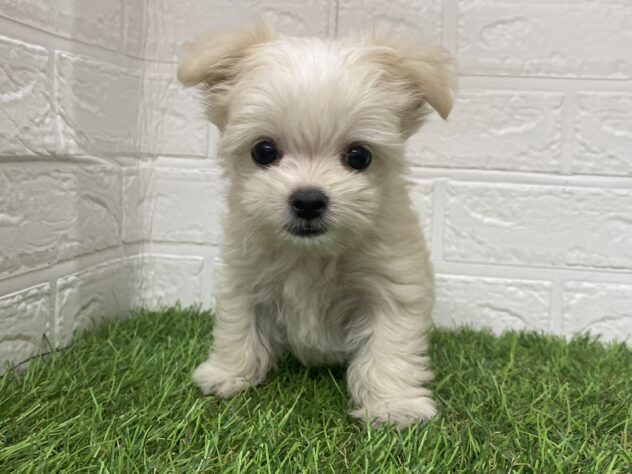 新潟県のハーフ犬・ミックス犬 (アミーゴ新潟小新店/2025年8月4日生まれ/女の子/クリーム)の子犬の1枚目の画像