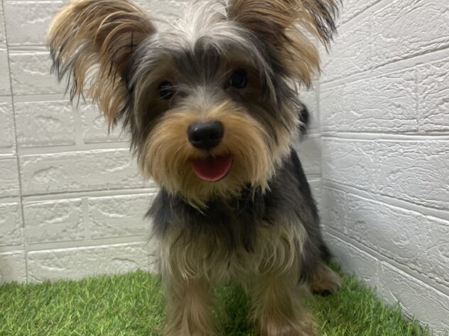 新潟県のヨークシャーテリア (アミーゴ新潟小新店/2025年3月24日生まれ/男の子/スチールブルータン)の子犬の1枚目の画像