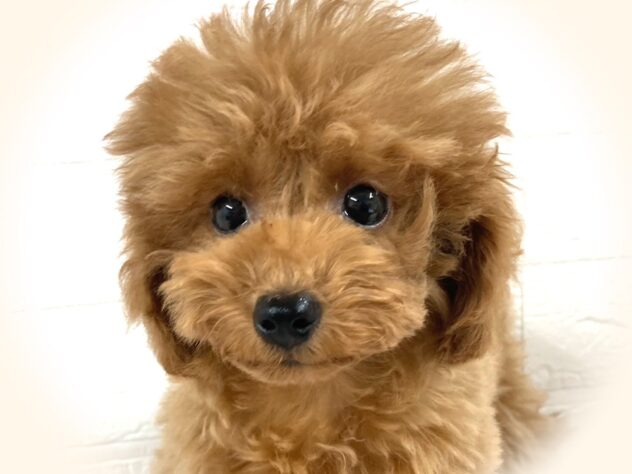 岡山県のトイプードル(トイ) (アミーゴ津山店/2025年6月4日生まれ/女の子/レッドフォーン)の子犬