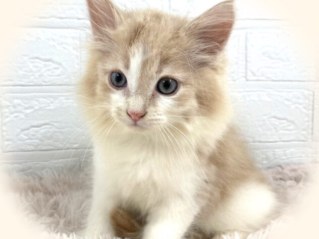 岡山県のノルウェージャンフォレストキャット (アミーゴ津山店/2025年7月29日生まれ/男の子/レッドタビーホワイト)の子猫