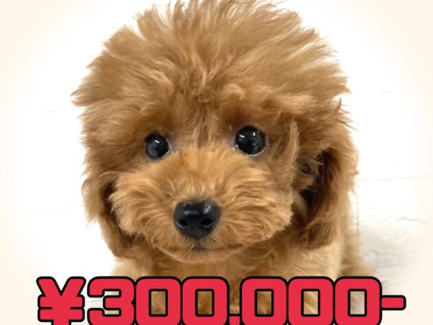 岡山県のトイプードル(トイ) (アミーゴ津山店/2025年6月4日生まれ/女の子/レッドフォーン)の子犬