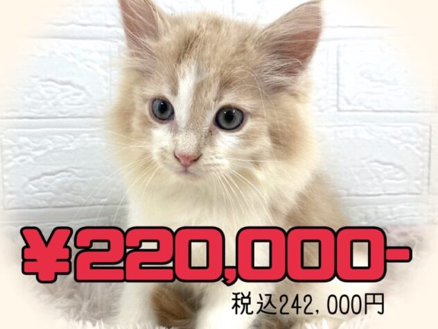 岡山県のノルウェージャンフォレストキャット (アミーゴ津山店/2025年7月29日生まれ/男の子/レッドタビーホワイト)の子猫