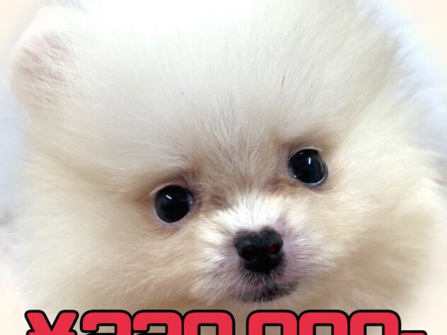 岡山県のポメラニアン (アミーゴ津山店/2025年8月13日生まれ/男の子/クリーム)の子犬