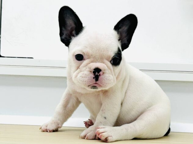 岡山県のフレンチブルドッグ (アミーゴ水島店/2025年8月2日生まれ/女の子/パイド)の子犬の1枚目の画像
