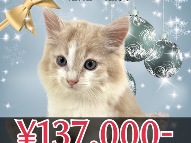 岡山県のノルウェージャンフォレストキャット (アミーゴ津山店/2025年7月29日生まれ/男の子/レッドタビーホワイト)の子猫