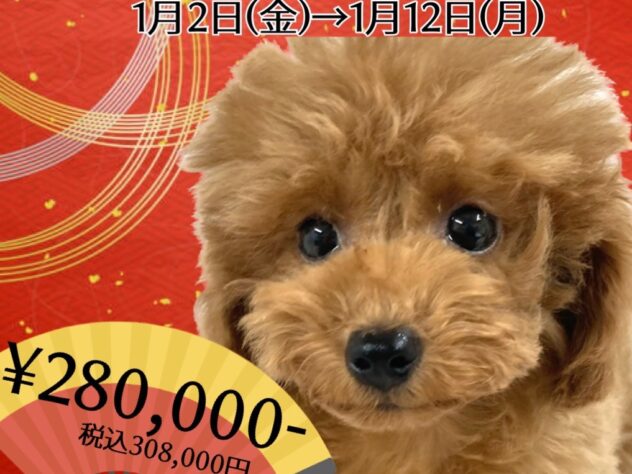 岡山県のトイプードル(トイ) (アミーゴ津山店/2025年6月4日生まれ/女の子/レッドフォーン)の子犬