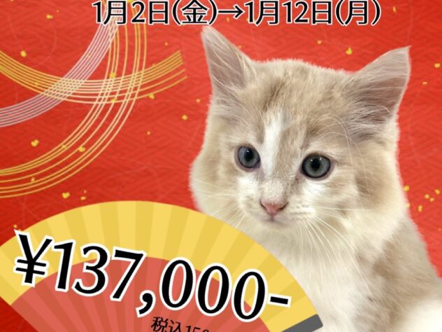 岡山県のノルウェージャンフォレストキャット (アミーゴ津山店/2025年7月29日生まれ/男の子/レッドタビーホワイト)の子猫