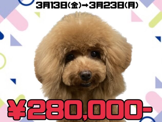 岡山県のトイプードル(トイ) (アミーゴ津山店/2025年6月4日生まれ/女の子/レッドフォーン)の子犬