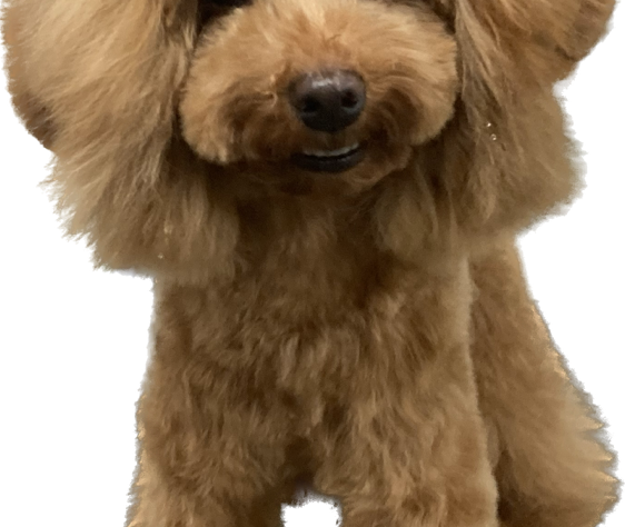 岡山県のトイプードル(トイ) (アミーゴ津山店/2025年6月4日生まれ/女の子/レッドフォーン)の子犬