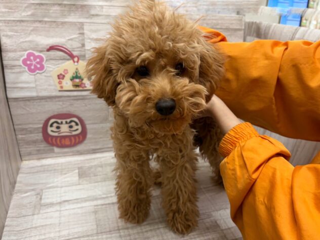 岩手県のトイプードル(トイ) (アミーゴ一関店/2025年7月24日生まれ/女の子/レッド)の子犬