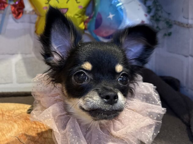 2025年5月14日生まれのチワワ(ロング)の1枚目の写真