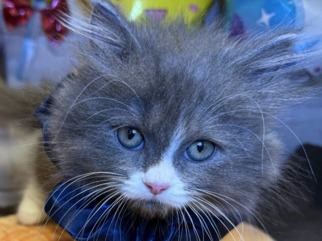 香川県のラガマフィン (ワンキャラット アミーゴ丸亀店/2025年8月31日生まれ/女の子/ブルーホワイト)の子猫の1枚目の画像