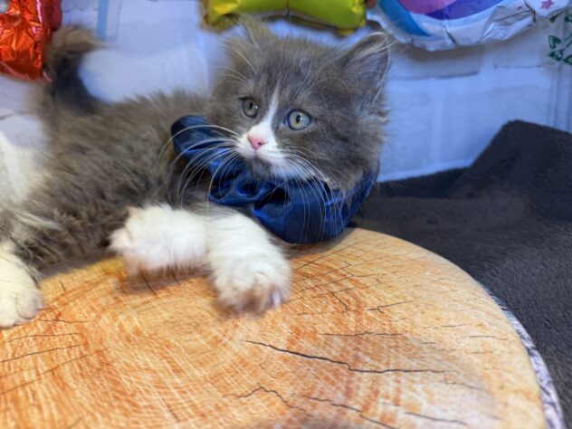 香川県のラガマフィン (ワンキャラット アミーゴ丸亀店/2025年8月31日生まれ/女の子/ブルーホワイト)の子猫の2枚目の画像