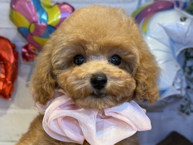香川県のトイプードル(トイ) (ワンキャラット アミーゴ丸亀店/2025年7月31日生まれ/女の子/レッドフォーン)の子犬の1枚目の画像