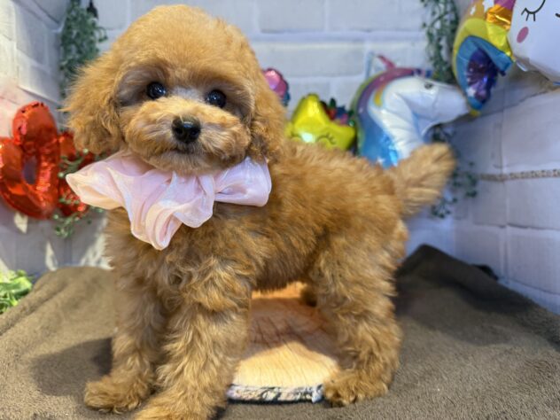 香川県のトイプードル(トイ) (ワンキャラット アミーゴ丸亀店/2025年7月31日生まれ/女の子/レッドフォーン)の子犬の2枚目の画像