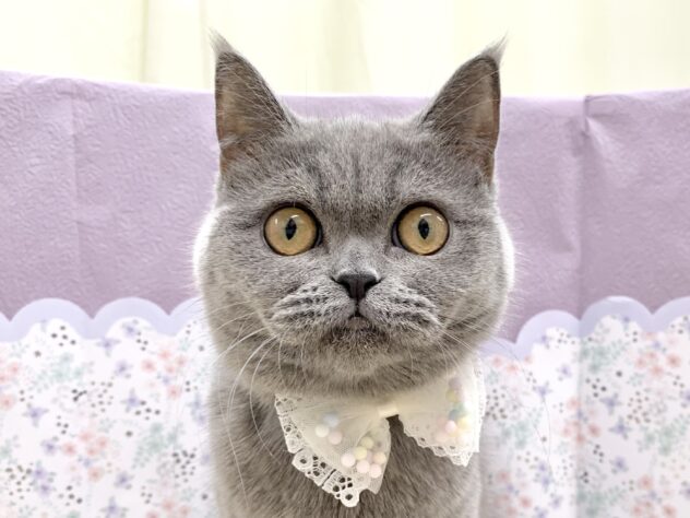 広島県のブリティッシュショートヘアー (アミーゴ宇品店/2025年7月28日生まれ/女の子/ブルー)の子猫の1枚目の画像