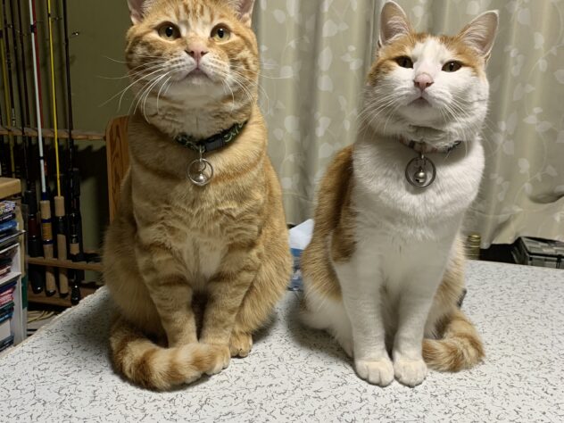 三太郎　こてつ