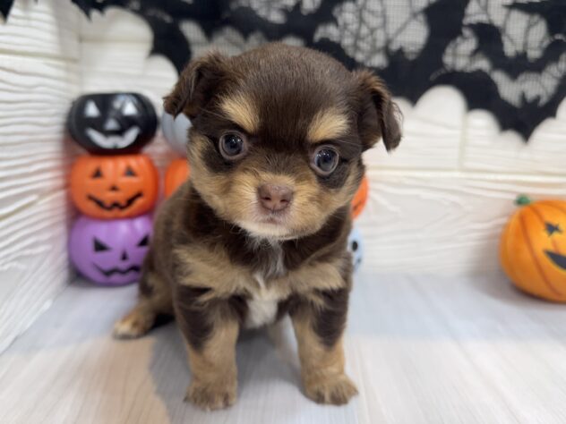 兵庫県のハーフ犬・ミックス犬 (ワンキャラット アミーゴ姫路飾磨店/2025年8月23日生まれ/女の子/チョコレートタン)の子犬の1枚目の画像