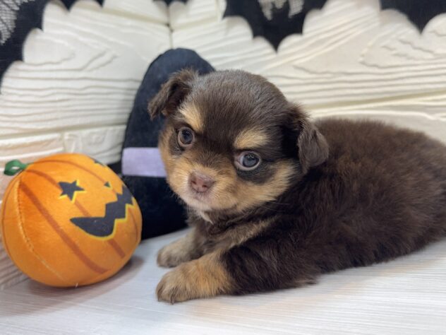 兵庫県のハーフ犬・ミックス犬 (ワンキャラット アミーゴ姫路飾磨店/2025年8月23日生まれ/女の子/チョコレートタン)の子犬の2枚目の画像