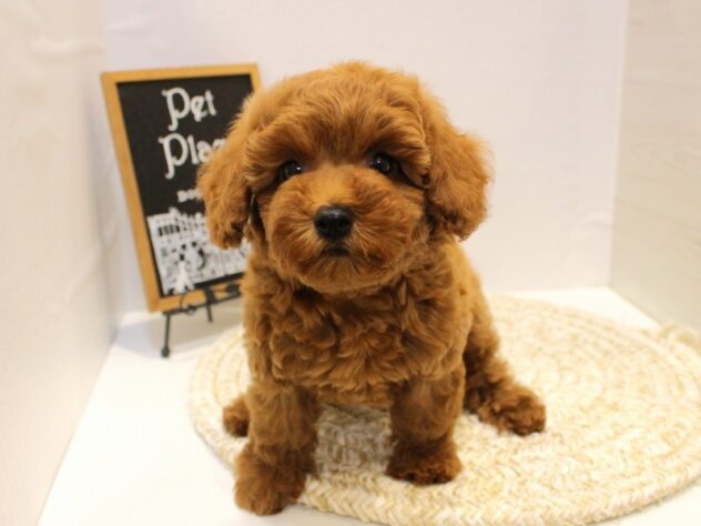 大阪府のトイプードル(トイ) (ペット・プラザ アミーゴ箕面店/2025年8月31日生まれ/女の子/レッド)の子犬の3枚目の画像