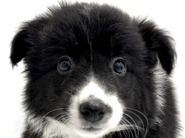 三重県のボーダーコリー (アミーゴ四日市日永店/2025年8月23日生まれ/男の子/ブラックホワイト)の子犬の1枚目の画像