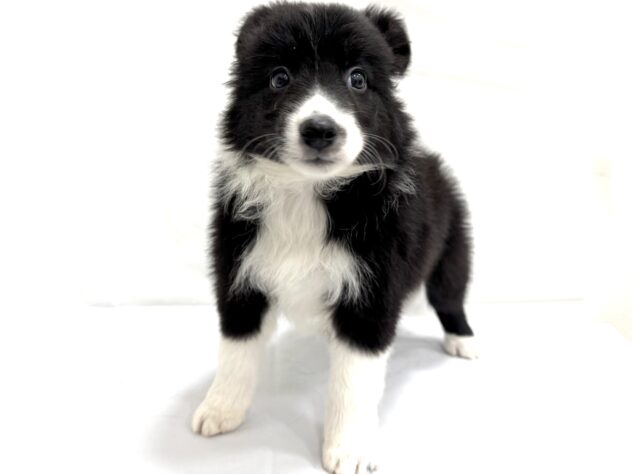 三重県のボーダーコリー (アミーゴ四日市日永店/2025年8月23日生まれ/男の子/ブラックホワイト)の子犬の2枚目の画像