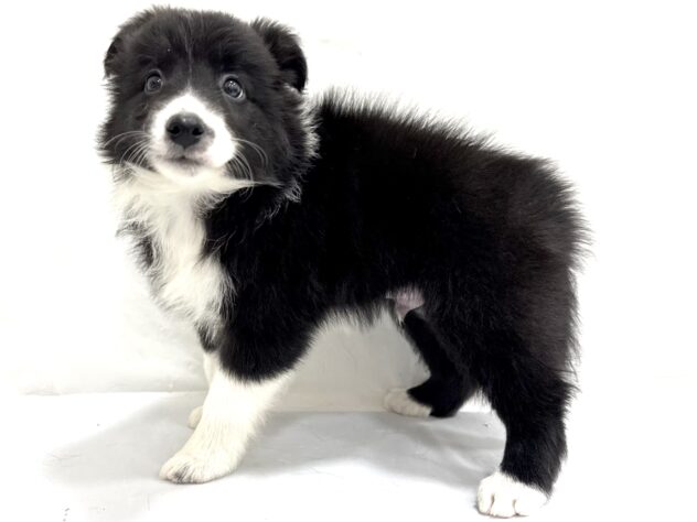 三重県のボーダーコリー (アミーゴ四日市日永店/2025年8月23日生まれ/男の子/ブラックホワイト)の子犬の4枚目の画像