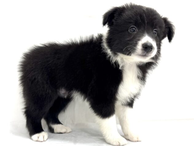 三重県のボーダーコリー (アミーゴ四日市日永店/2025年8月23日生まれ/男の子/ブラックホワイト)の子犬の3枚目の画像